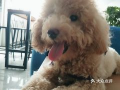 电话,地址,价格,营业时间 深圳宠物