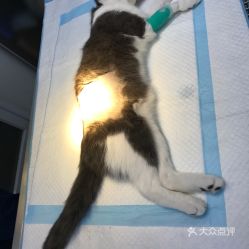 电话 地址 价格 营业时间 梅林宠物医院团购 深圳宠物